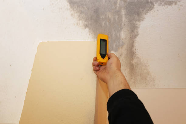 Best Environmental Consulting for Mold Prevention  in Brundidge, AL