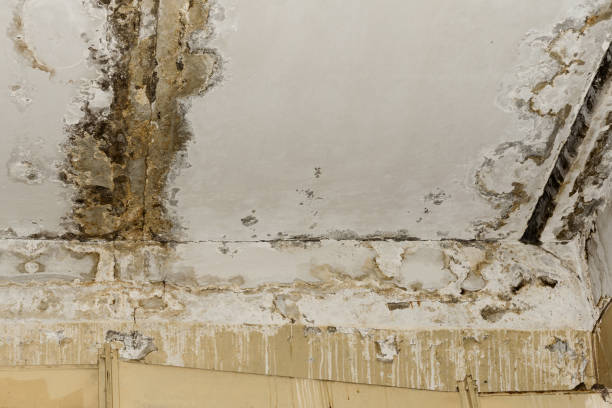 Best Asbestos and Lead Testing During Mold Inspection  in Brundidge, AL