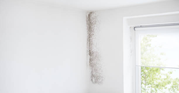 Best Mold Documentation for Insurance Claims  in Brundidge, AL