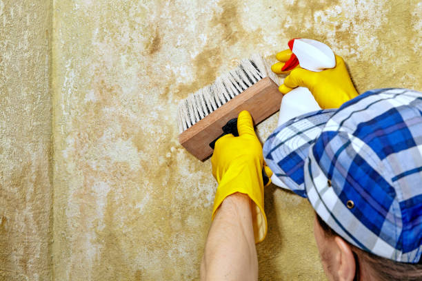 Best Mold Damage Restoration  in Brundidge, AL