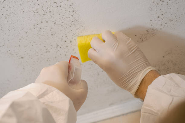 Best Commercial Mold Inspection  in Brundidge, AL