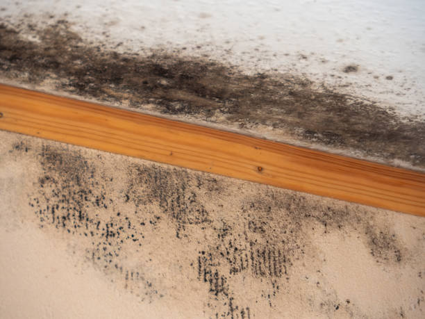 Brundidge, AL Mold Removal Company