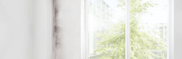 Best Water Damage & Mold Remediation  in Brundidge, AL