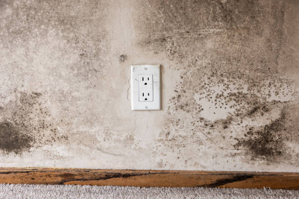 Best Real Estate Mold Inspection  in Brundidge, AL