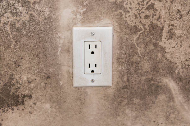 Best Attic Mold Removal  in Brundidge, AL