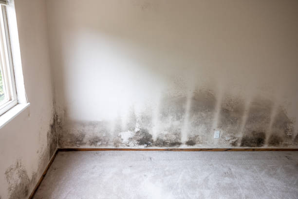 Best Air Quality Testing for Mold Spores  in Brundidge, AL