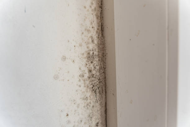 Best Comprehensive Air Testing for Mold Contaminants  in Brundidge, AL